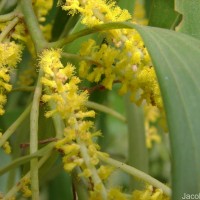 Acacia auriculiformis A.Cunn. ex Benth.